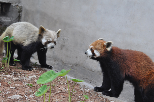 全國(guó)最大小熊貓繁育基地落戶普洱國(guó)家公園