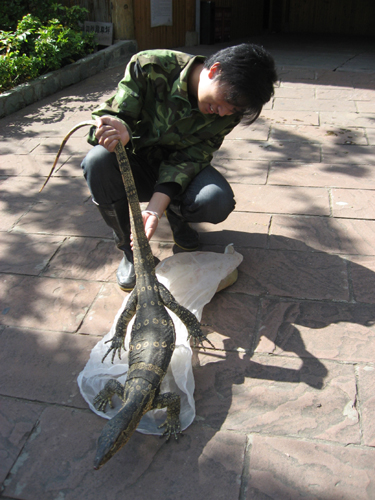 重病巨蜥遭販賣 愛心接力住進云南野生動物園