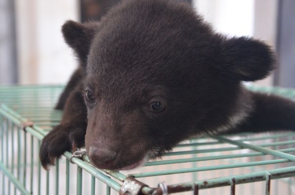 巡游小動物決定啦 市民可以在動物園跟它們零距離