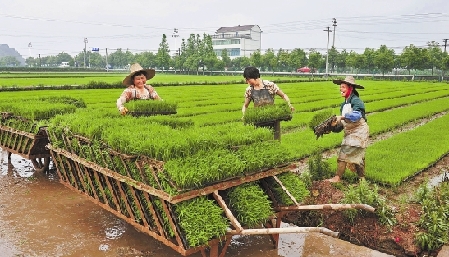 浙中浙北搶收搶種