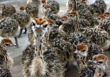 Baby ostriches peer out of their enclosure at Maasai Ostrich farm in Kitengela south of Kenya's capital Nairobi October 22, 2005. Although no case of avian flu had been reported in Kenya, the country faced the risk from migrating birds coming from areas with the disease outbreaks, Kenya's director of medical services James Nyikal said. At least seven African countries have banned imports of poultry from countries affected by bird flu.