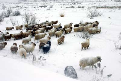 Snow storm hits Xinjiang
