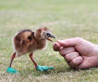 Baby chick gets slippers<BR>小冕鶴穿拖鞋治病(圖)