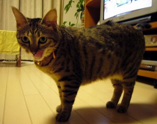 日本寵物貓