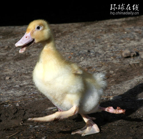 英國四腳鴨的非常生活