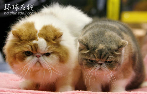 國際名貓大賞