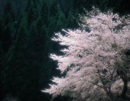 來自東洋的美麗 日本的櫻花文化