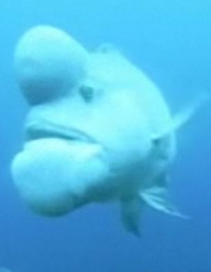 世界最丑魚現身日本海域？頭上長大包綽號“史萊克”