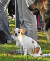 日本吉娃娃警犬明年上崗 將參加災害搜救行動