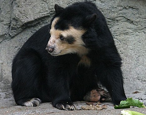 德國動物園中一頭熊全身毛掉光成“裸體熊”