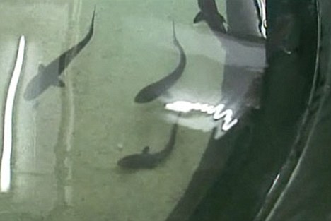 新西蘭鯊魚遭意外“剖腹產(chǎn)” 一胞八胎皆存活