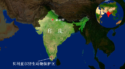 印度色魔公象殺害12只母象 遭15人專(zhuān)案組追捕