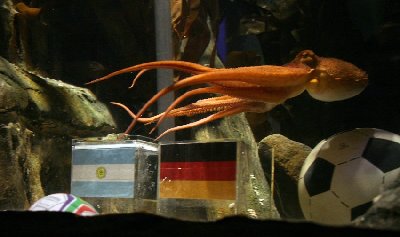 神奇章魚預測世界杯德國將戰勝阿根廷