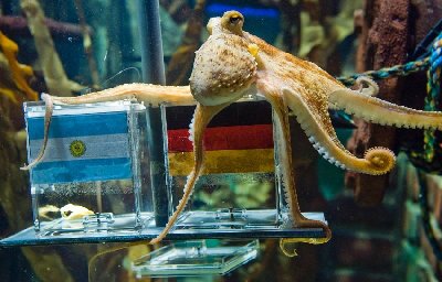 神奇章魚預測世界杯德國將戰勝阿根廷