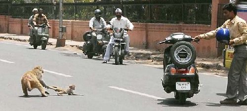 印度街頭猴媽媽犬口救子 母愛力量感動網友
