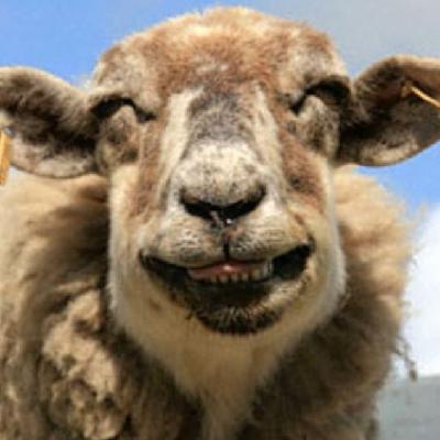 圖：誰說動物不會笑？歡喜表情堪比人