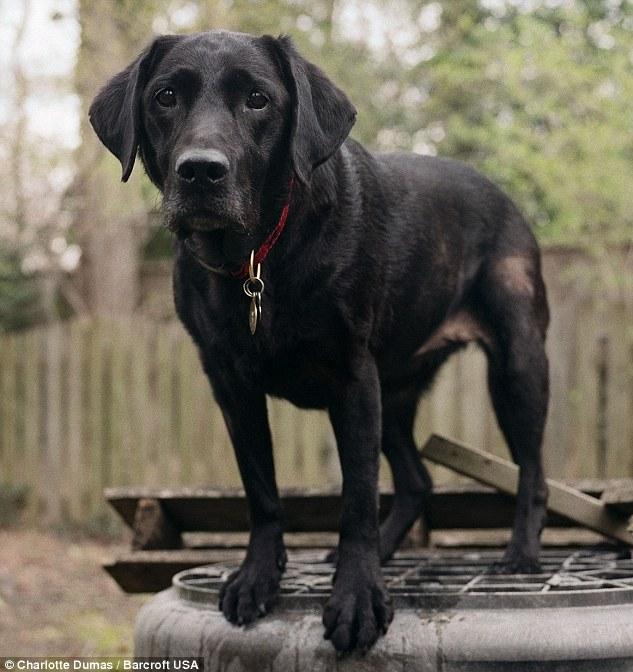 美國攝影師用相機紀錄9·11英雄搜救犬暮年時光