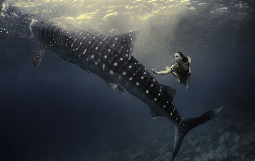 海底視覺盛宴:超模與鯊魚驚艷共舞