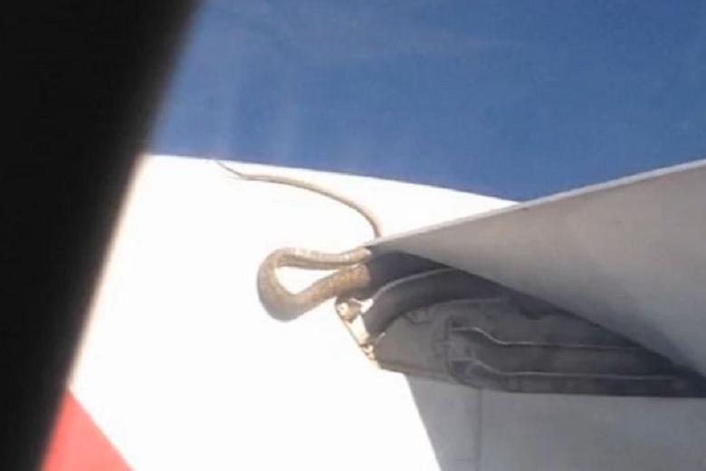 近3米長巨蟒搭乘澳航空飛機(jī) 上演空中驚魂