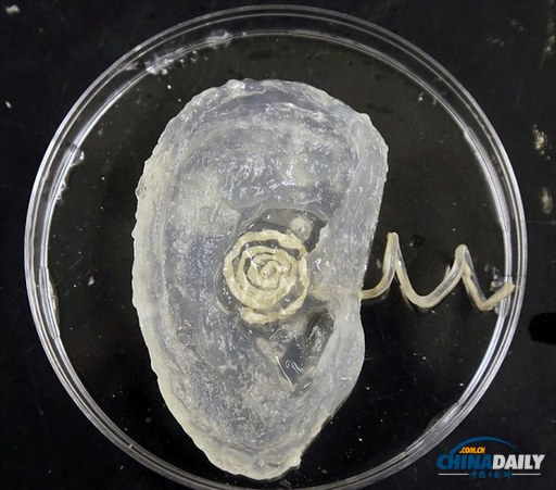 美科學家3D打印仿生耳 可“聽”到無線電頻率