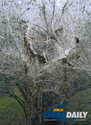 瑞士數(shù)千毛蟲結(jié)網(wǎng)蓋大樹景象詭異