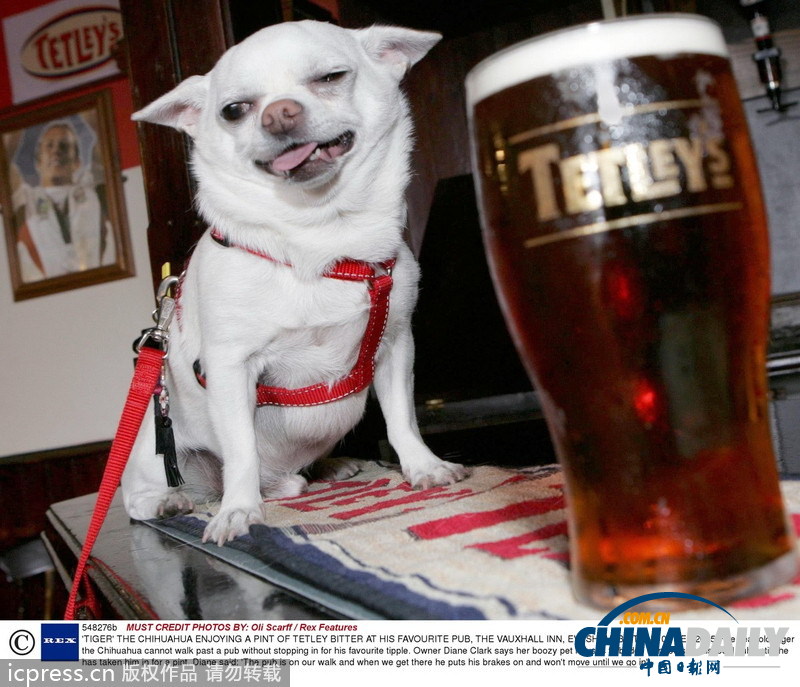 緊隨慕尼黑啤酒節(jié) 盤點(diǎn)動物界中酒漢子