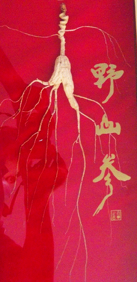 金馬甲發(fā)售野山參,認(rèn)購(gòu)價(jià)千元是否離譜?
