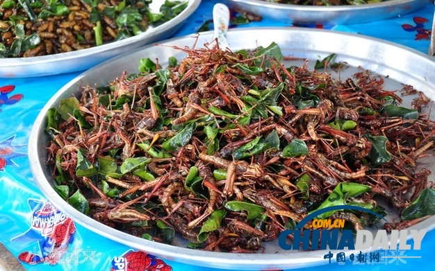 世界各地超級恐怖的蟲子大餐（組圖）