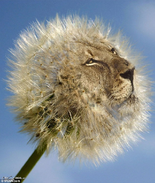 知名藝術(shù)網(wǎng)站擺圖片設(shè)計(jì)擂臺(tái)賽（組圖）