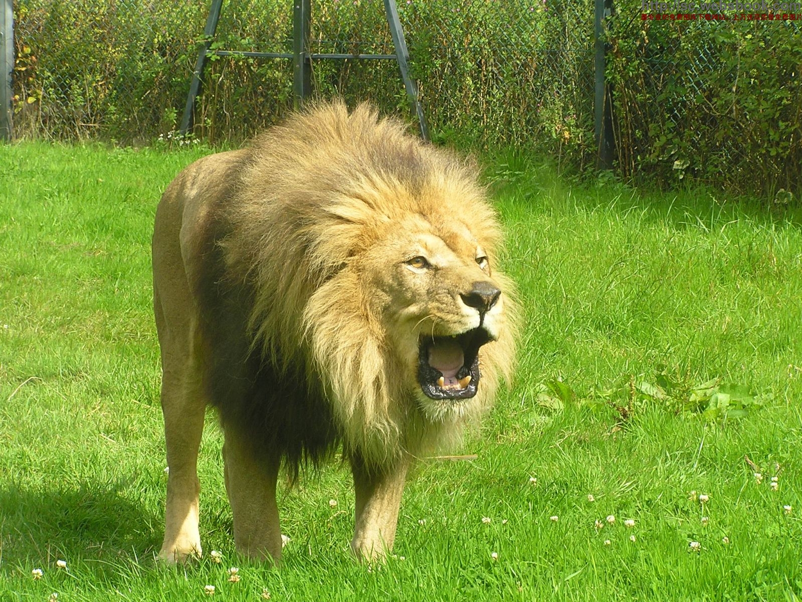 土耳其動物園老虎殺死獅子 一爪擊破頸靜脈！