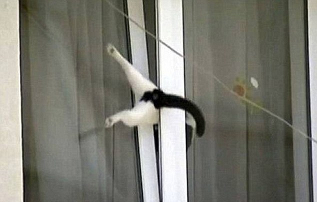 動物也瘋狂！ 糗事連連各種被“卡”