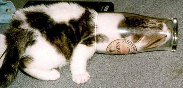 動物也瘋狂！ 糗事連連各種被“卡”