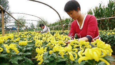 開封菊花