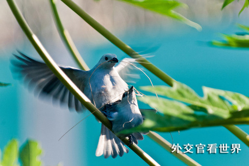藍灰色唐納雀