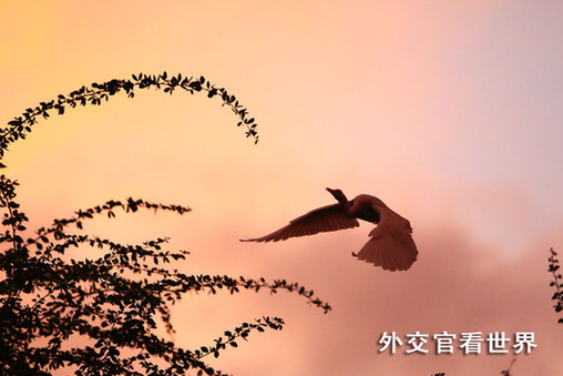 齊飛