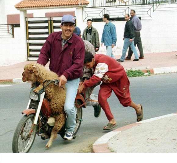 法國車手和摩洛哥車手的不同