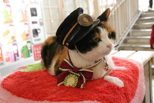 日本花貓站長“阿玉”就任6周年升遷“代理社長”