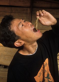 食物短缺歐盟盯上昆蟲 10年內(nèi)或廣泛養(yǎng)殖和食用