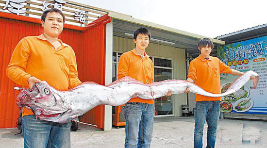花蓮11人捕獲4米長地震魚 重59千克