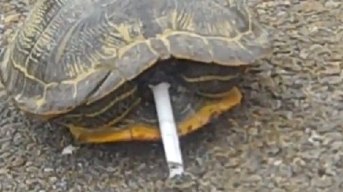烏龜、毒蛇、大猩猩：動物界“煙鬼”百態（組圖）