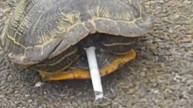 滿地找煙頭的獵犬、被迫戒煙的猩猩 動物“煙鬼”的滑稽百態