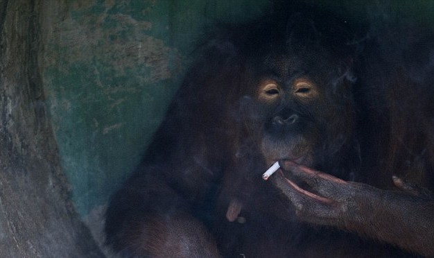 滿地找煙頭的獵犬、被迫戒煙的猩猩 動(dòng)物“煙鬼”的滑稽百態(tài)