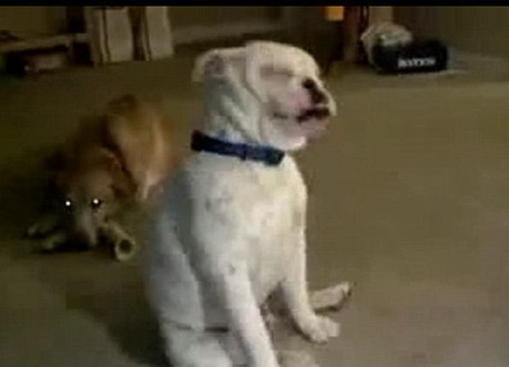 英國失聰斗牛犬隨音樂起舞 節(jié)奏驚人準確
