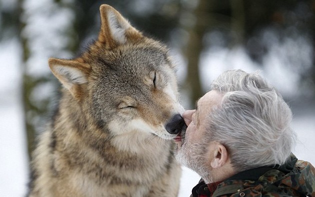 德國79歲男子“與狼共食” 化身頭狼統領29只猛獸