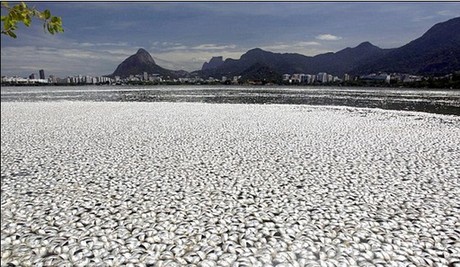 巴西奧運會賽艇場地驚現65噸死魚 或因缺氧所致