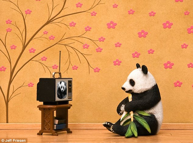 加拿大全職爸爸拍玩具動(dòng)物生活照 (高清組圖)