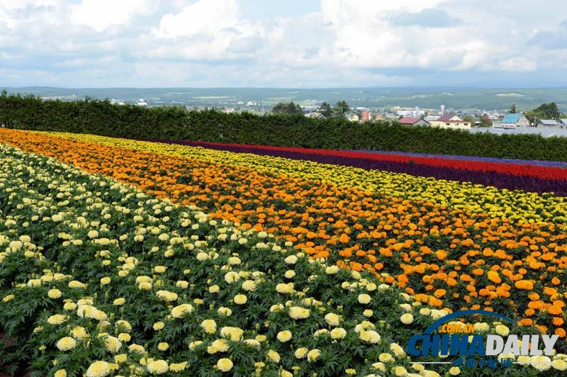 組圖:日本北海道花海似彩虹 游人徜徉流連忘返
