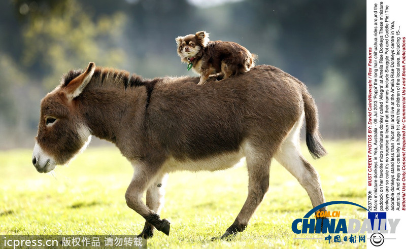 偷懶不分種族 瞧瞧動物界的“搭便車”現(xiàn)象