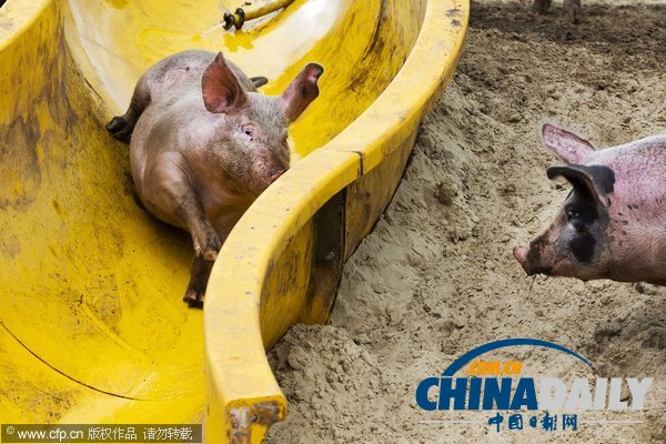 荷蘭農民出新意 為豬兒搭建專用滑梯（組圖）