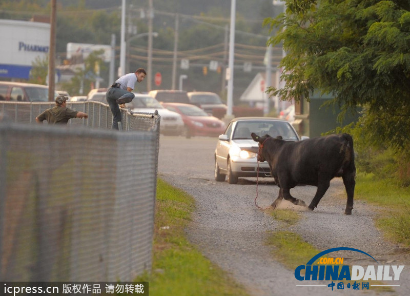 美國(guó)農(nóng)場(chǎng)秀公牛脫韁逃跑撞倒一名男子